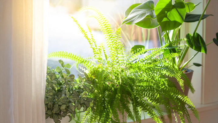 plantas-para-apartamento-2